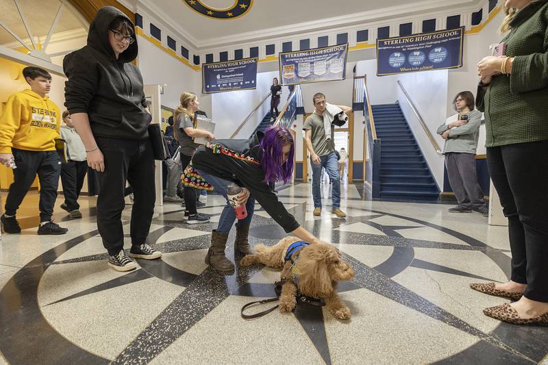 Scone gets pets between classes as he hangs out in the main hallway at Sterling High School Tuesday, Jan. 30, 2024.