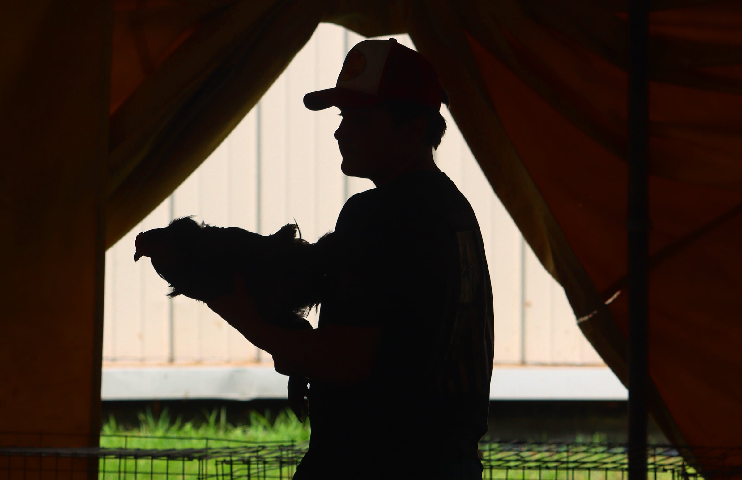 Kyle Renner, 13, of Union is pictured with a rooster at the McHenry County Fair in Woodstock on Tuesday, July 30, 2024.