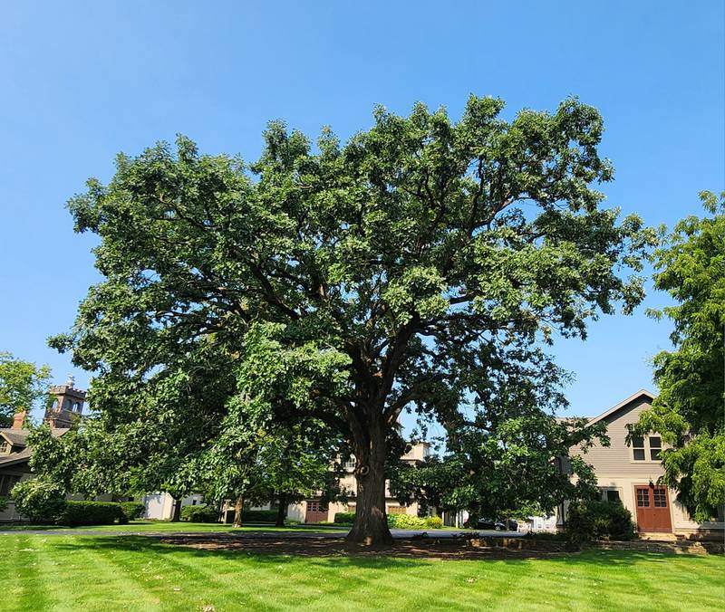 Geneva neighbors fret 100yearold oak endangered Shaw Local