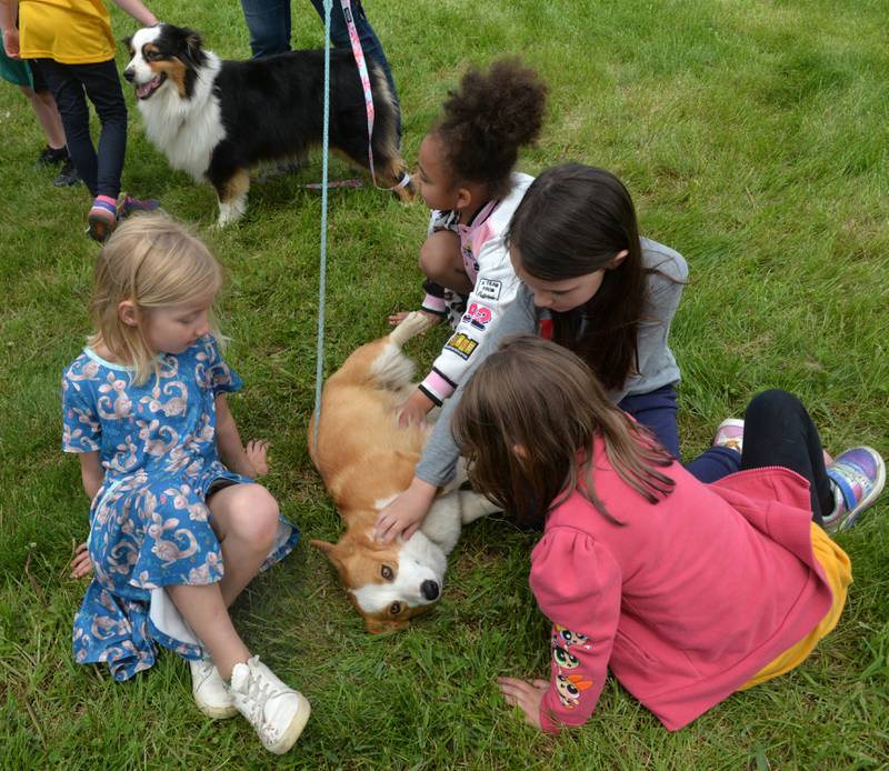 Callie the Corgi received plenty of belly rubs from Centennial Grade School kindergarteners during the Polo High School's FFA Petting Zoo on Friday, May 10, 2024. Callie and Girlie, an Australian shepherd pictured at the top of the photo, belong to FFA Adviser and Agriculture teacher Stephanie Schultz, who coordinated this year's event.