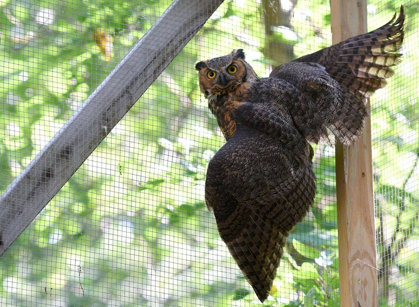 Anderson Humane staff nursed a sick owl back to health at their wildlife center in Elburn. They believe the owl had West Nile virus and another infection. (Rick West – Daily Herald Media Group)