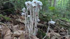 Good Natured in St. Charles: Elusive ghost pipe materializes on wild trek