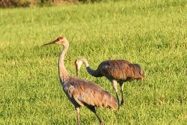 IVCC to offer a bus trip to wildlife refuge in Wisconsin