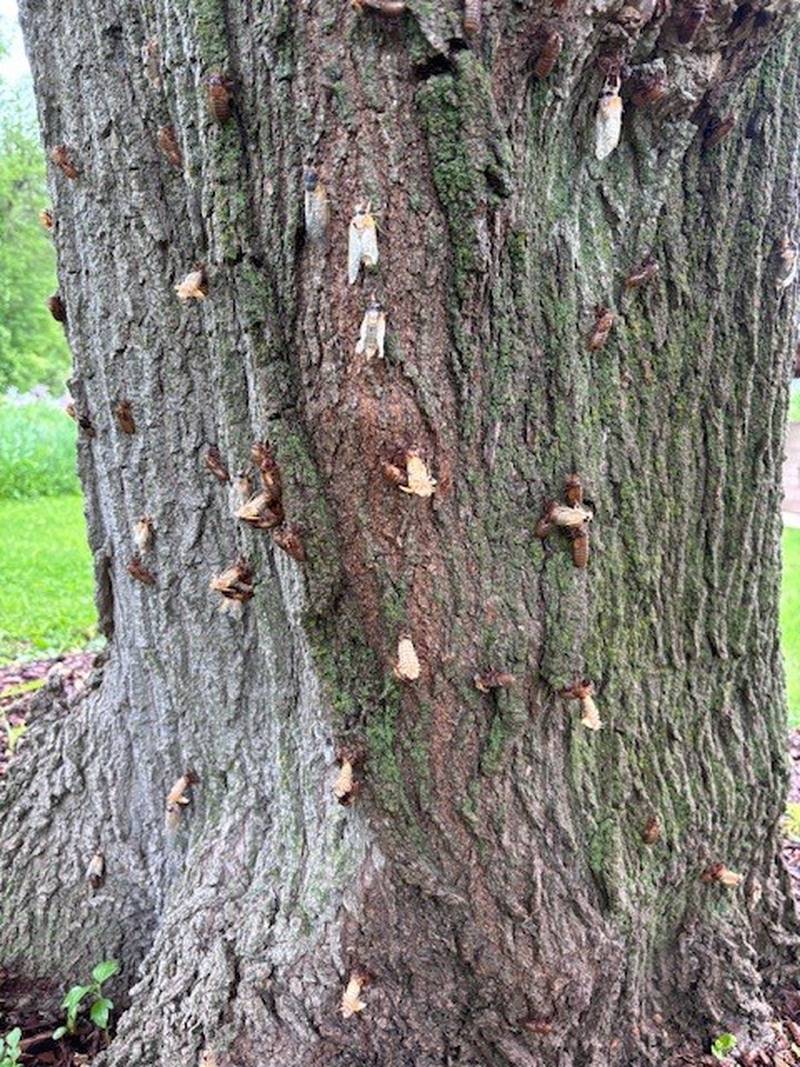 Cicadas emerge May 20, 2024 at Harrison Benwell Conservation Area in Wonder Lake.