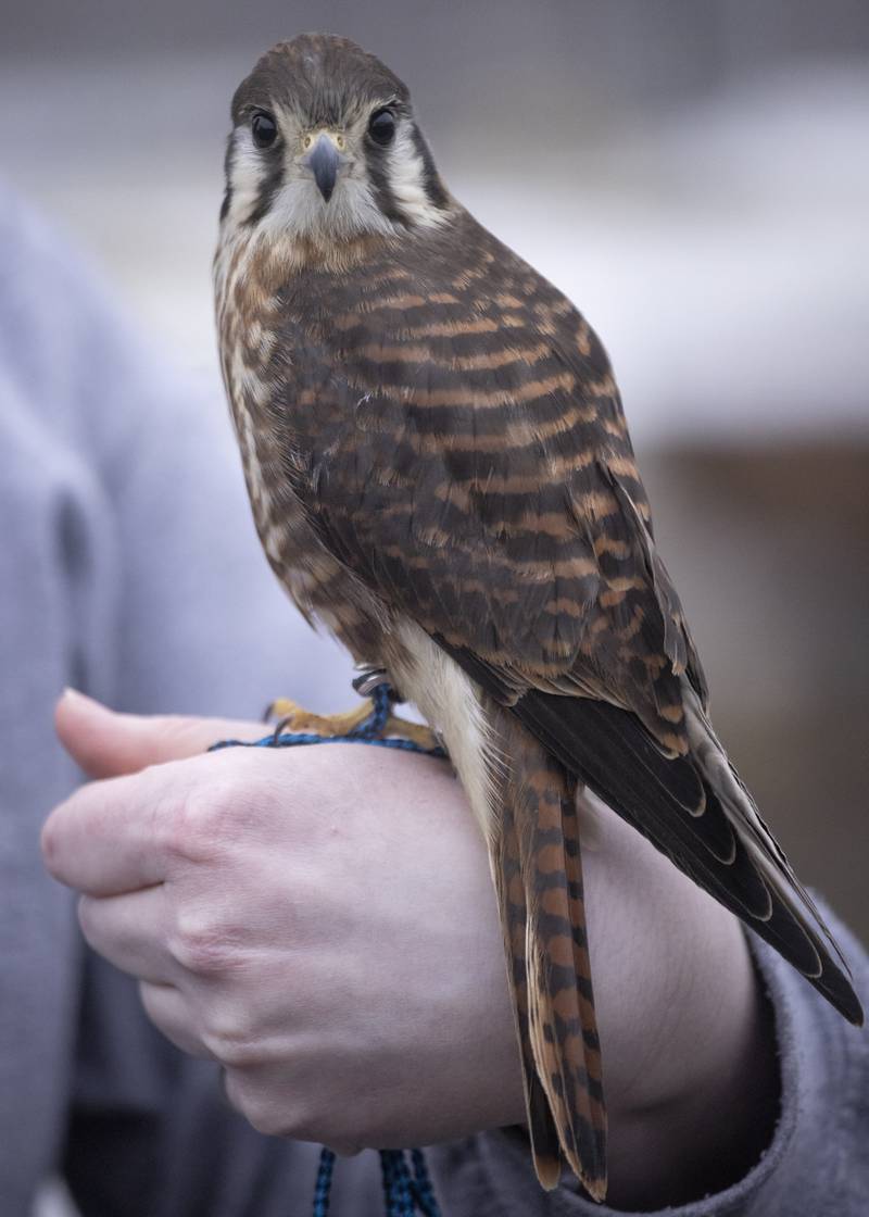 Roxy, an American Kestrel perches on the hand of falconer Ashleigh Shadowbrook. Roxy is one of several birds that will be reintroduced back into nature in the future.