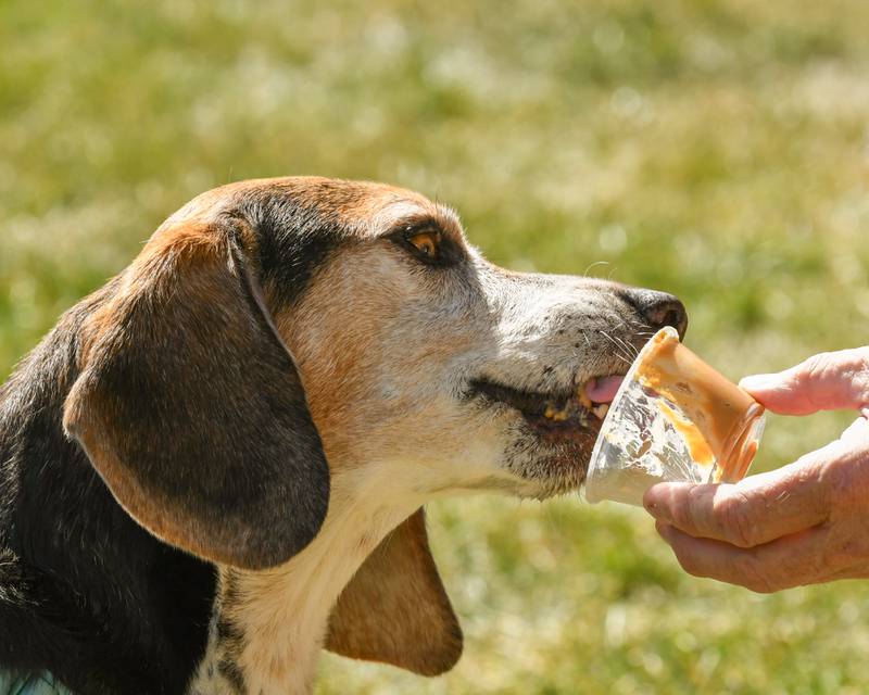 Max, 9, beagle and basset hound mix competes in a peanut butter licking competition during the Dog Daze event on Saturday Sept. 14, 2024, held at Fishel Park in Downers Grove.