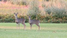 Lost Mound managed deer hunt applications available 