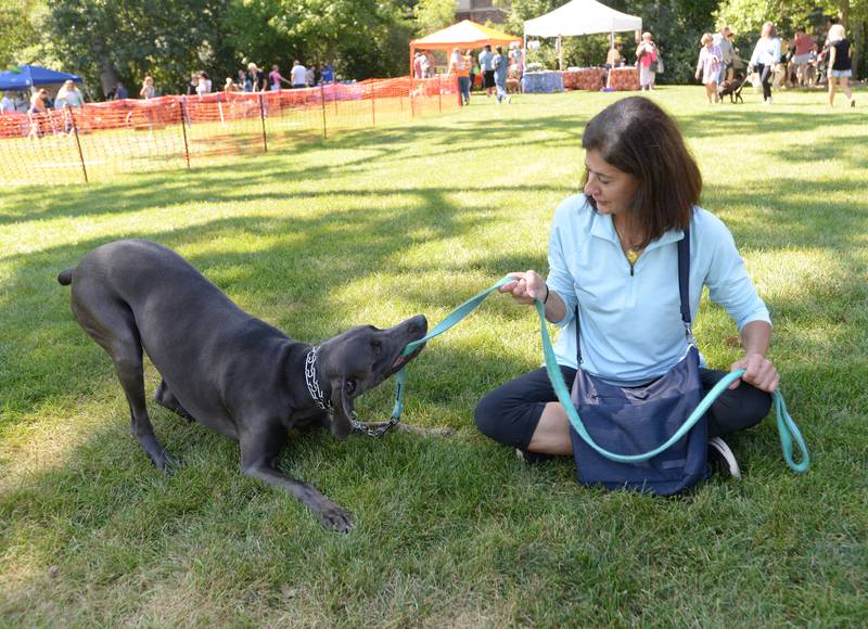 Gail Gress of Downers Grove plays tug-of-war with 'Duke'  while attending the Dog Daze event held in Downers Grove Saturday, Sept. 9, 2023.