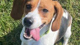 Young beagle mix brings happy energy