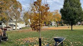 Crystal Lake Central High School Class of 1973 donates sugar maple for campus