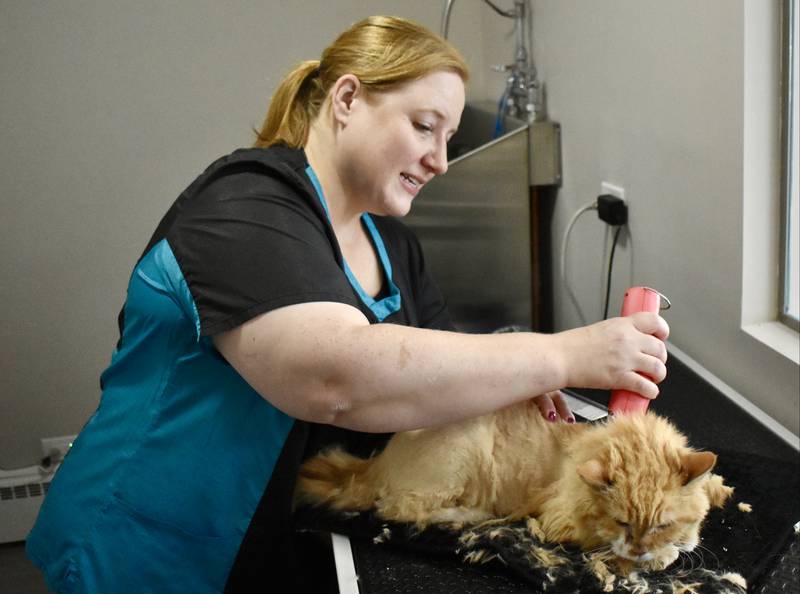 Christine Haldeman, owner of Happy Cat Grooming in Westmont, carefully trims Olivia, a 16-year-old domestic longhair