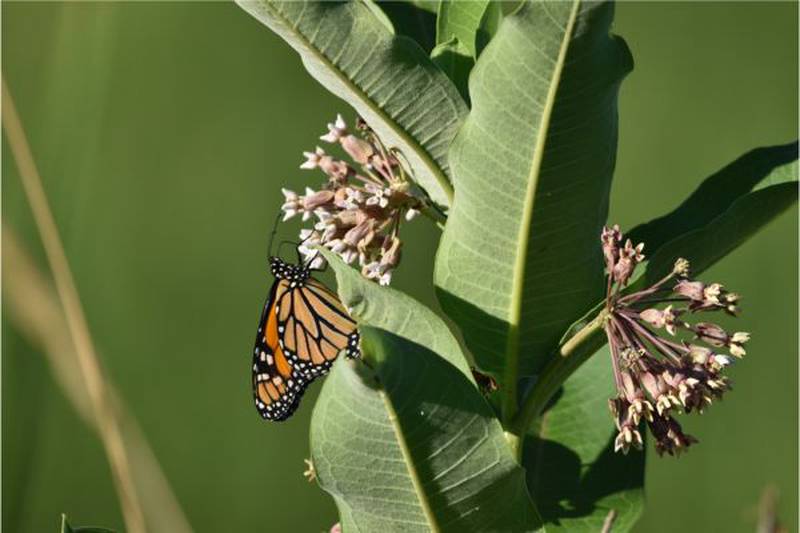 Batavia Public Library's Seed Library is open for spring and provides free seed packets and in-person gardening-related programs.