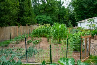 How to keep landscape plants fresh through late summer