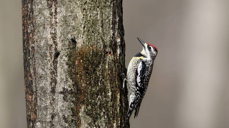 As a female yellow-bellied sapsucker methodically drills her sapwells, two flies (left) arrive to inspect her progress and, soon, partake of a sweet treat.