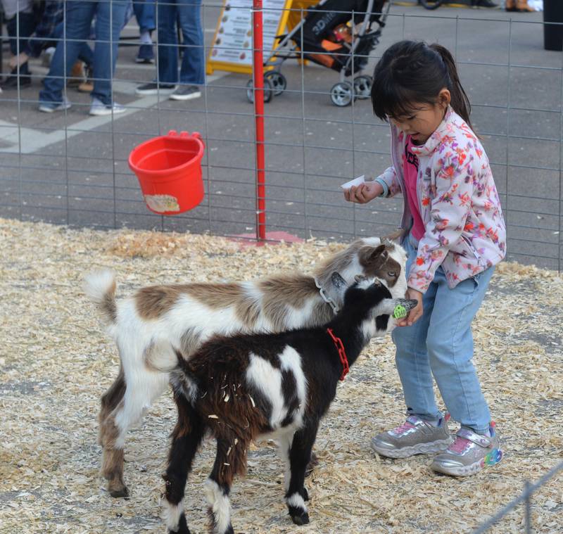 Hana Hashizune, 5, of Bartlet, feeds two goats at the Autumn on Parade petting zoo on Saturday, Oct. 7, 2023. The petting zoo was one of the activities for kids in the Fun Zone.