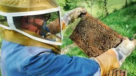 St. Charles library to host beekeeping program