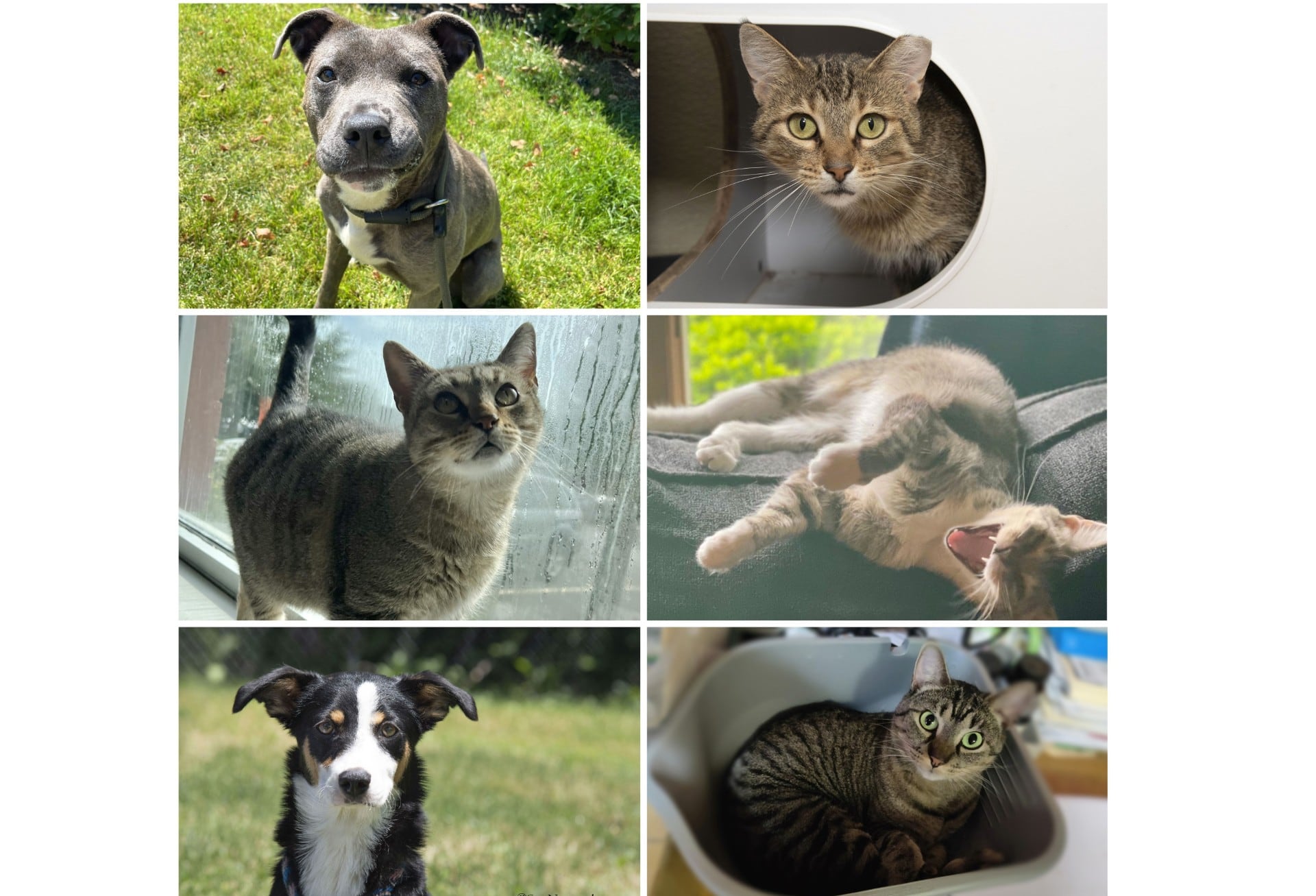 Will County Pets of the Week: July 22, 2024