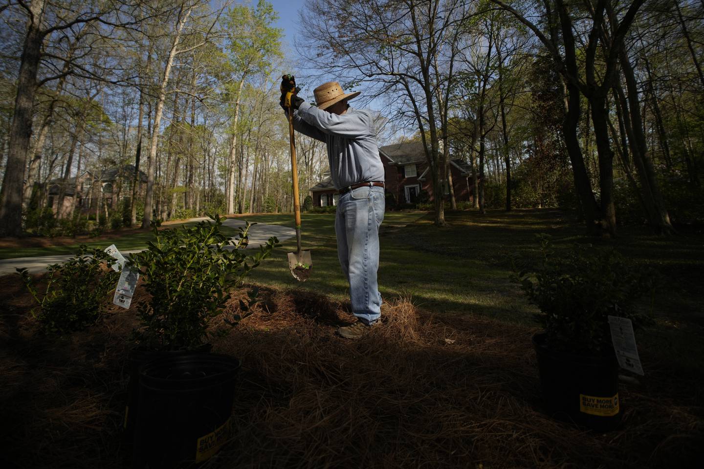 T.J. Rauls plants rosebushes in his yard in Macon, Georgia, Wednesday, March 27, 2024. While digging the holes, Rauls unearthed a periodical cicada nymph and named it Bobby.