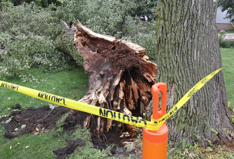 An uprooted tree at Chamberlain Park in Genoa Tuesday, July 16, 2024, that fell during the severe thunderstorm Monday night. The storm caused localized damage and flooding throughout DeKalb County.