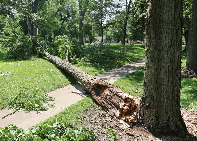 A portion of a tree blown down by Sunday’s storms rests on the ground Monday, July 15, 2024, in Huntley Park in DeKalb. High Winds and heavy storms hit DeKalb County overnight causing downed trees and power outages in the area.