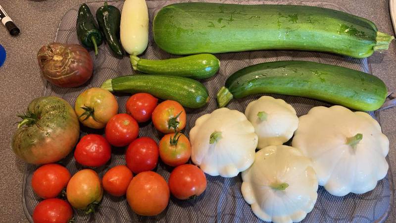 Freshly harvested garden produce ready for postharvest cleaning and storage.