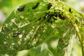 Check for Viburnum Leaf Beetle Feeding