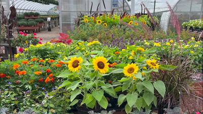 [Sponsored] Countryside Flower Shop-Crystal Lake - Since 1960