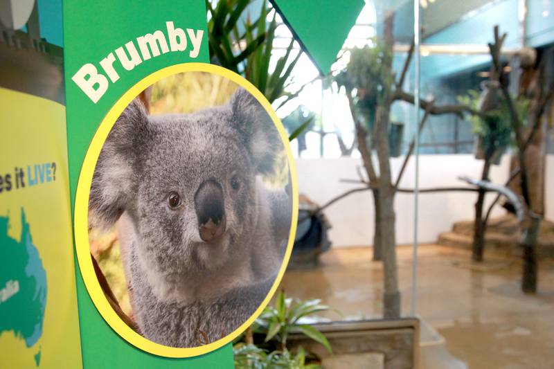 Two male koalas, Brumby and Willum, are now at home at the Brookfield Zoo’s Hamill Family Play Zoo. The koalas were born at the San Diego Zoo and brought to Brookfield Zoo June 10. Brumby and Willum are the first koalas to take residence at the Brookfield Zoo in its 90-year history.