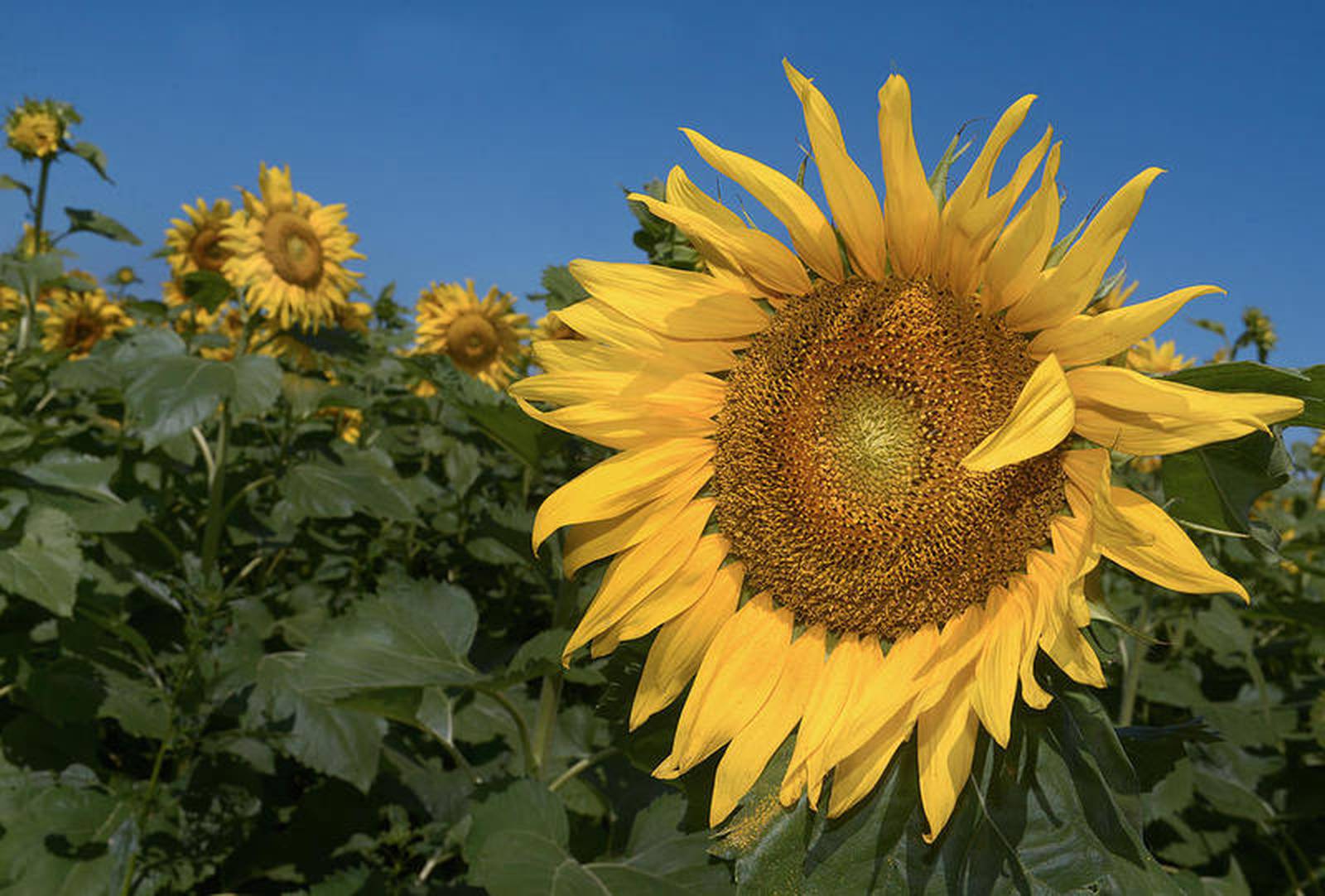 A ray of sunshine Matthiessen sunflower field slated to return this