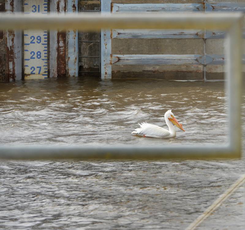 A white pelican floats in the lock at Lock & Dam 13, between Thomson and Fulton, on Saturday. Mississippi River levels were expected to continue to rise and possibly crest at 22' this week. Flood stage is 16'. The 2019 flood reached 21'.
