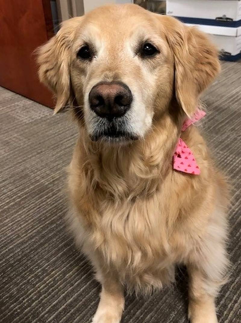 Brinkley, Sterling's community service dog since 2017, will be the city's honorary mayor of the day on June 3. Brinkley is retiring June 12.