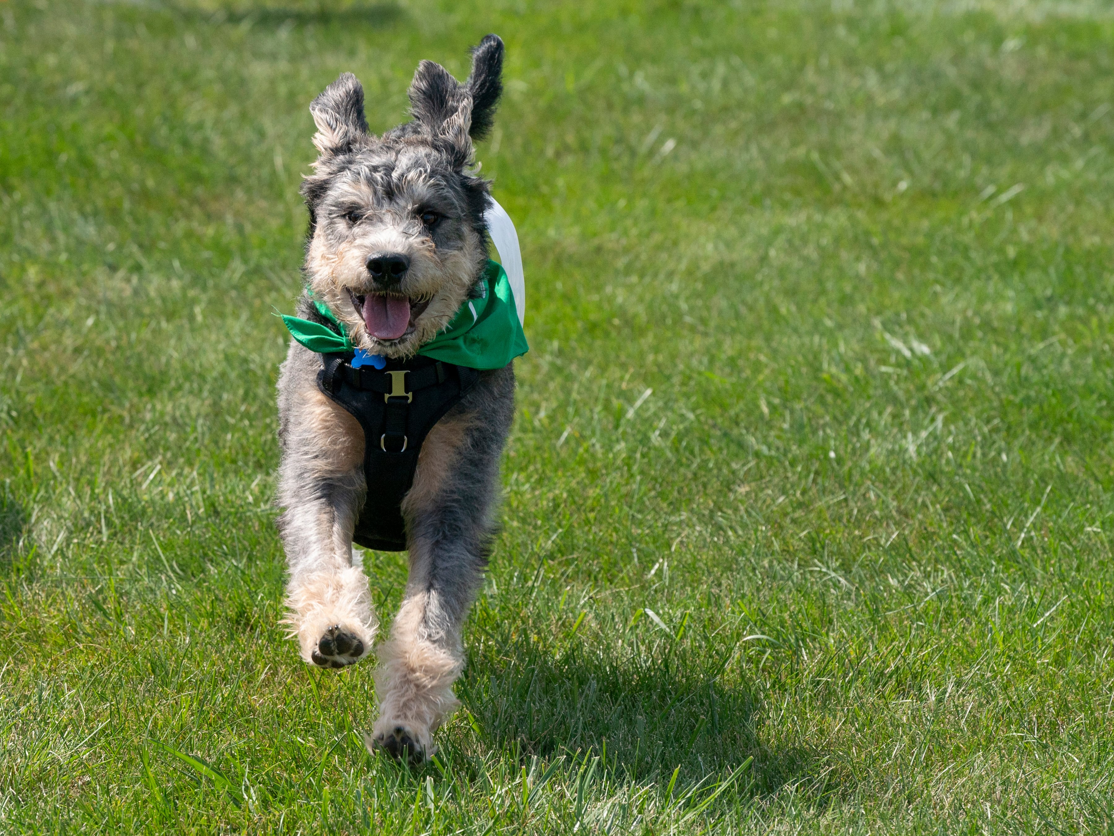 Photos: The 7th Annual VetBros Charity Dog Show in Carol Stream