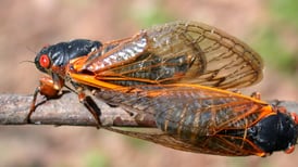 Cicada-themed events swarm Kane, Kendall Counties