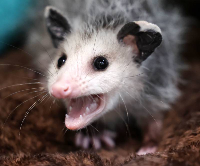 An orphaned opossum joey isn't too happy about being woken up Tuesday, June 18, 2024, at Oaken Acres Wildlife Center in Sycamore. Oaken Acres is celebrating its 40th anniversary this year.