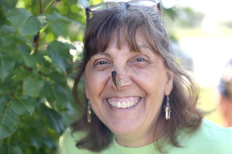 Seventeen years ago, North Aurora resident Bettina Sailer felt cheated when her yard did not buzz with the sound of 17-year cicadas. She went to other areas of the state where cicadas were plentiful and brought them back to her yard. With her yard facing a similar lack of cicadas this year, she has been doing the same thing and now has more than 4,000 cicadas in her yard.