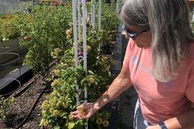 McHenry VFW peace garden is healing balm for veterans, bounty for community 