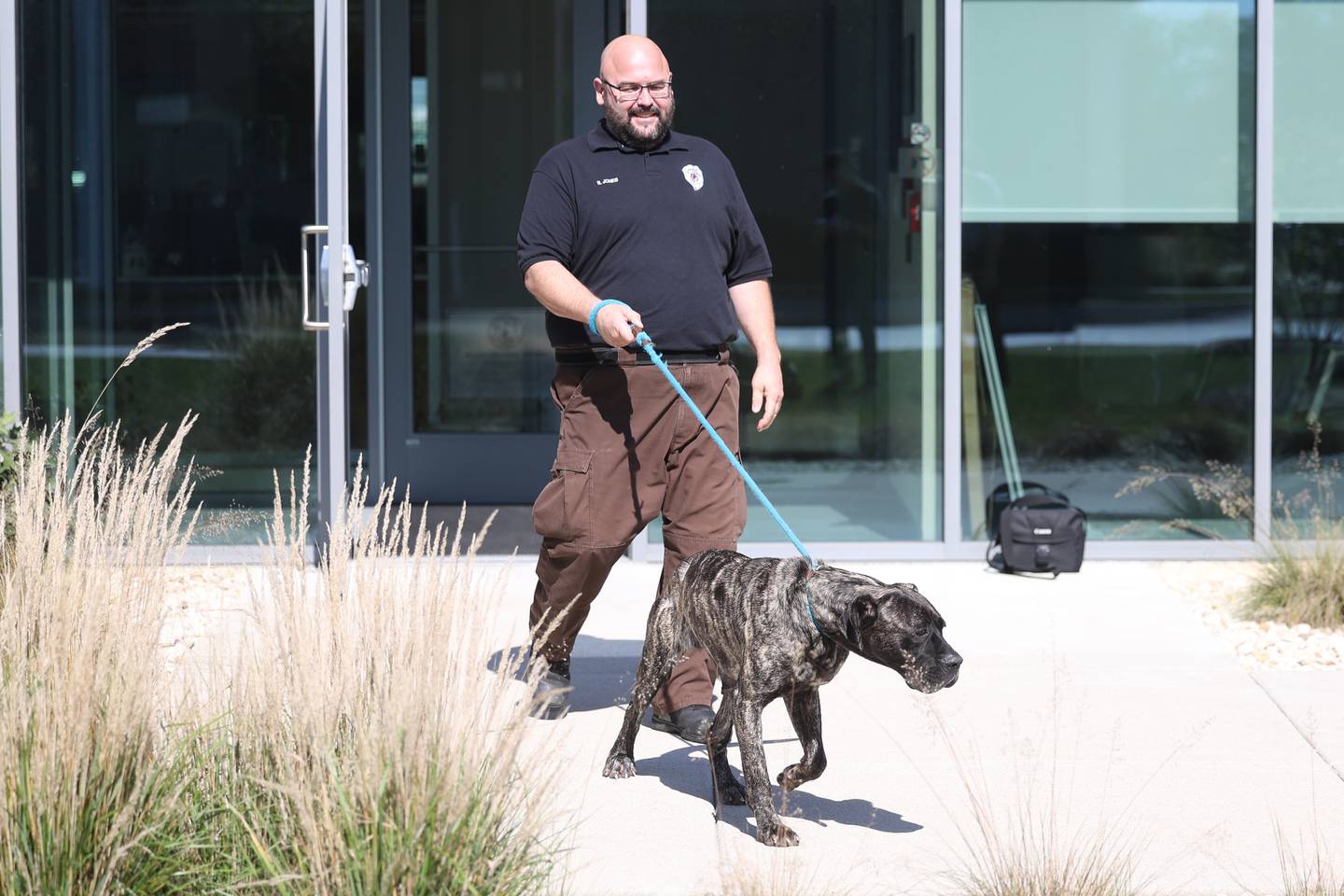 Animal Control Officer Bryan Jones brings out Hermione from inside the Will County Animal Control facility on Tuesday, Oct. 3, 2023 in Joliet. The English Mastiff was found in an unincorporated area near Beecher with gunshot wounds.