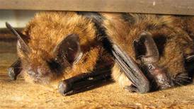 Illinois, Will County health departments issue warning after rabid bats discovered