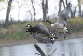 Drawing for waterfowl hunting sites at Potter’s Marsh announced