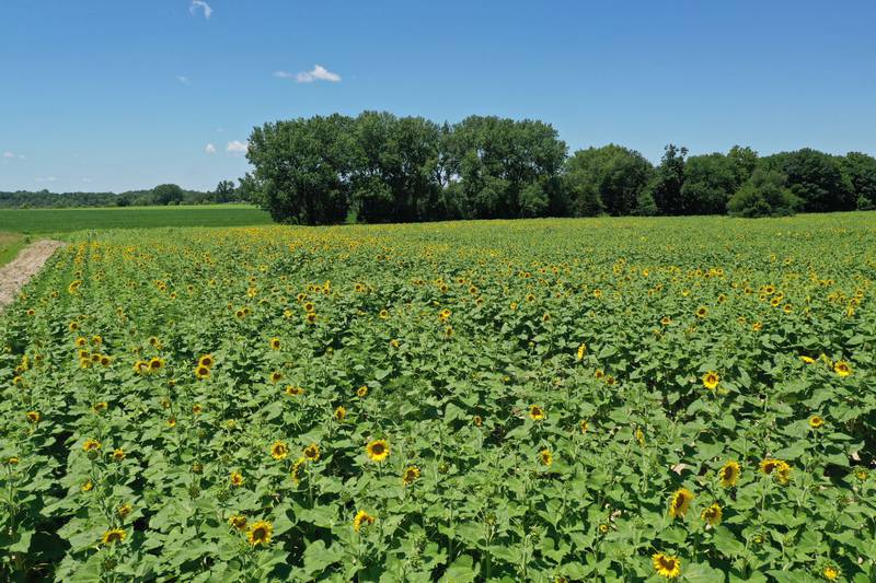 The sunflower field blooms on Tuesday July 12, 2022 at Matthiessen State Park in Oglesby. The flowers are located on the north end of the model airplane field in the river area entrance.