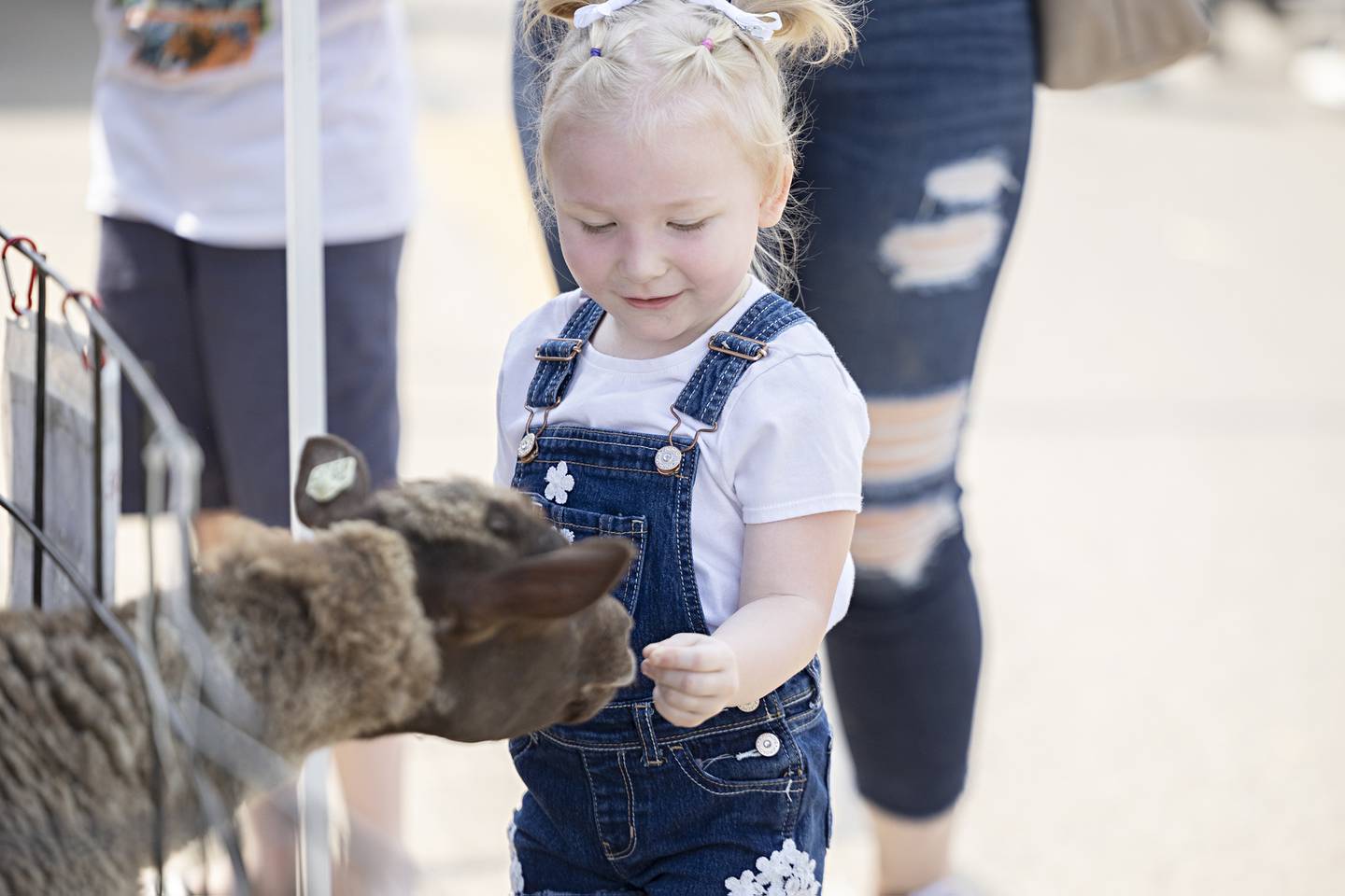 Rozalina Shramek, 3, feeds a llama Saturday, June 24, 2023 during Rock Fall’s Summer Splash. P&C Little Rascals of Chadwick brought in a menagerie of animals for visitors to meet and greet at the riverside festival.