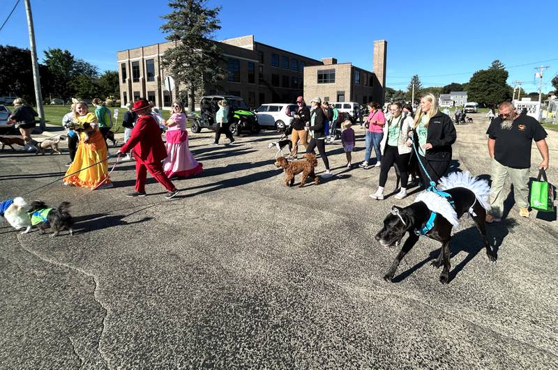 Participants in the 2024 Doggy Dash start the 1-mile walk on Saturday, Sept. 7, 2024. The event was organized and run by Polo High School's student council and raised $500 for the Happy Trails Humane Society in Rock Falls. It also included a costume contest