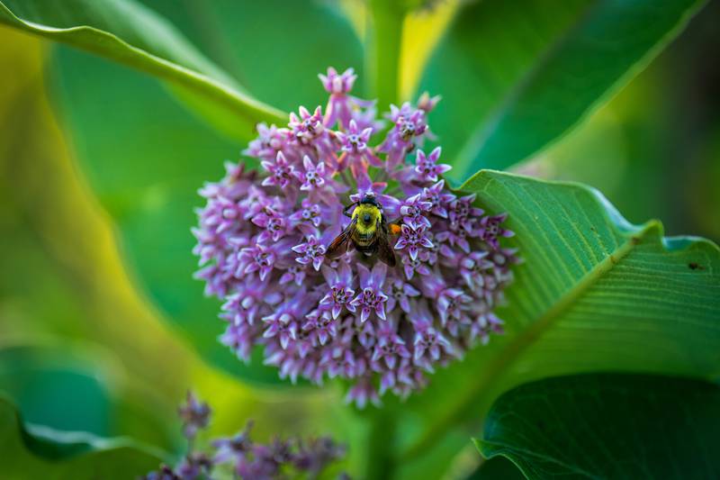 A  bumblebee settles on a milkweed flower in a past summer by the Tanna Farms and Mill Creek Golf Courses in Blackberry Township. The prairie grass and wildflowers provided habitat for pollinators, especially monarch butterflies that only eat milkweed.