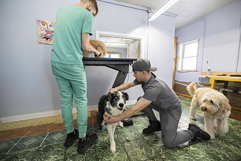 Tripp gets a good brushing while Rigley (right) waits his turn on the table at The Pup House Tuesday, Jan. 16, 2024. Sloan Coss and Chris Riffle opened the business on Sept. 13.