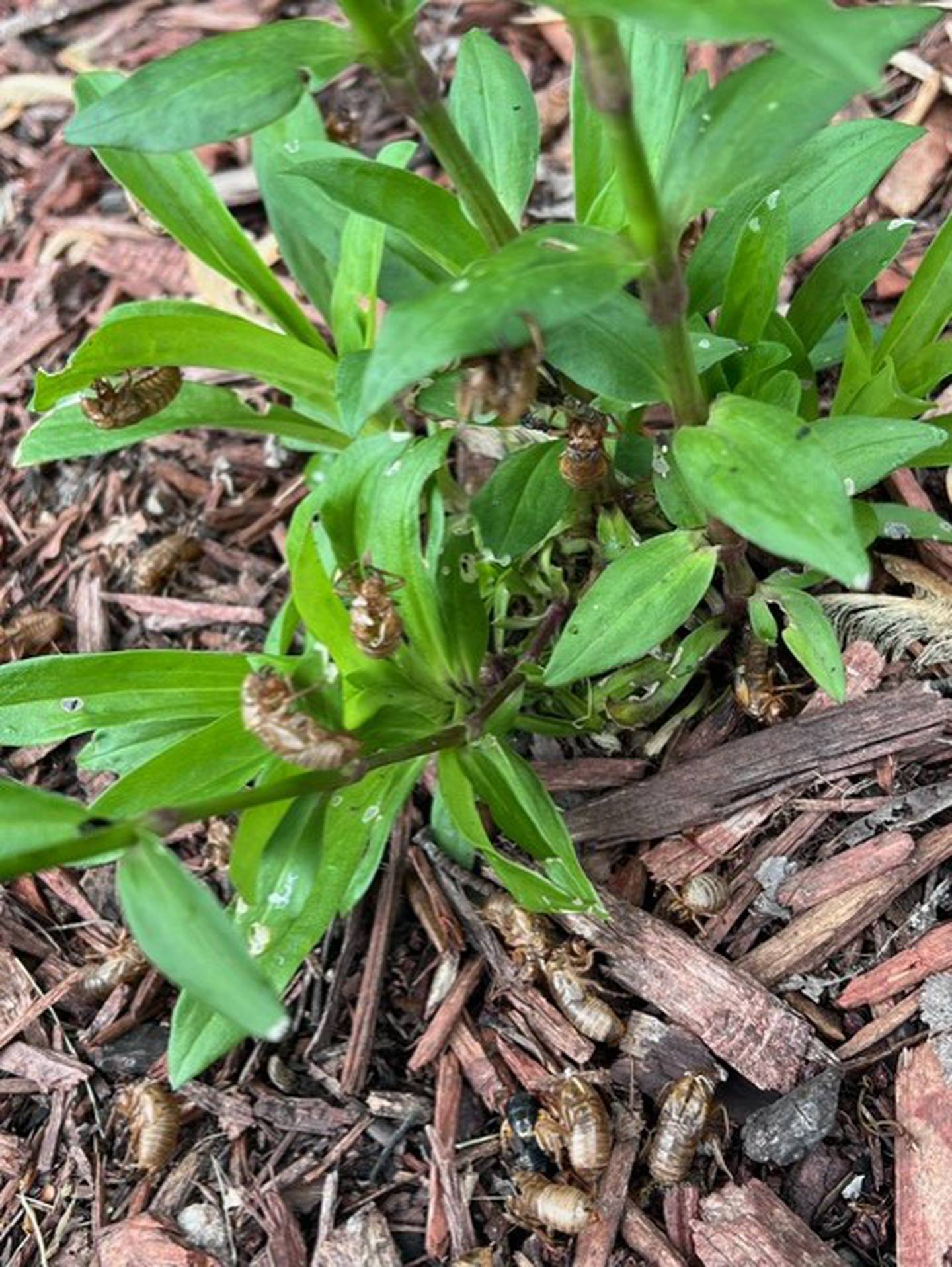 Master gardener Jean Kadar of New Lenox found these cicadas in her garden.Nancy Kuhajda, program coordinator, the University of Illinois Extension office in Will County, said the ground temperature needs to be 64 degrees for cicadas to emerge.