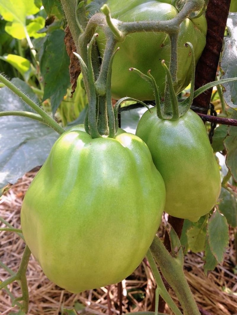 An Inciardi tomato ripens on the vine. The tomato is named after a family who brought the seeds of it to the United States around 1900; a descendant continued to grow it in his Downers Grove garden. (Courtesy of Vicki Nowicki)