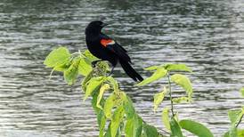 Good Natured in St. Charles: Tips de-escalate red-winged blackbird aggression