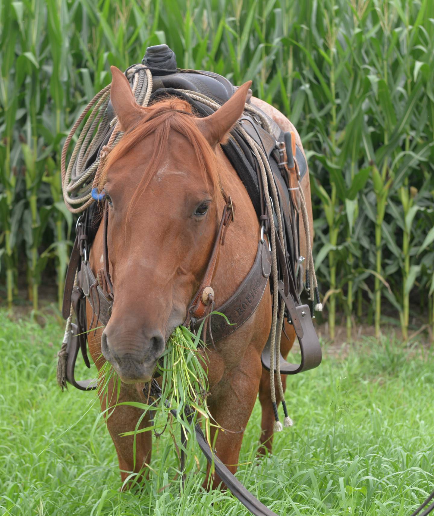 One of Wesley Bush's horses, Willy, enjoys a mouthful of fresh grass near Bush's home on Capp Road, northeast of Morrison. Bush is the owner/operator of 2B Cattle Catching Services.