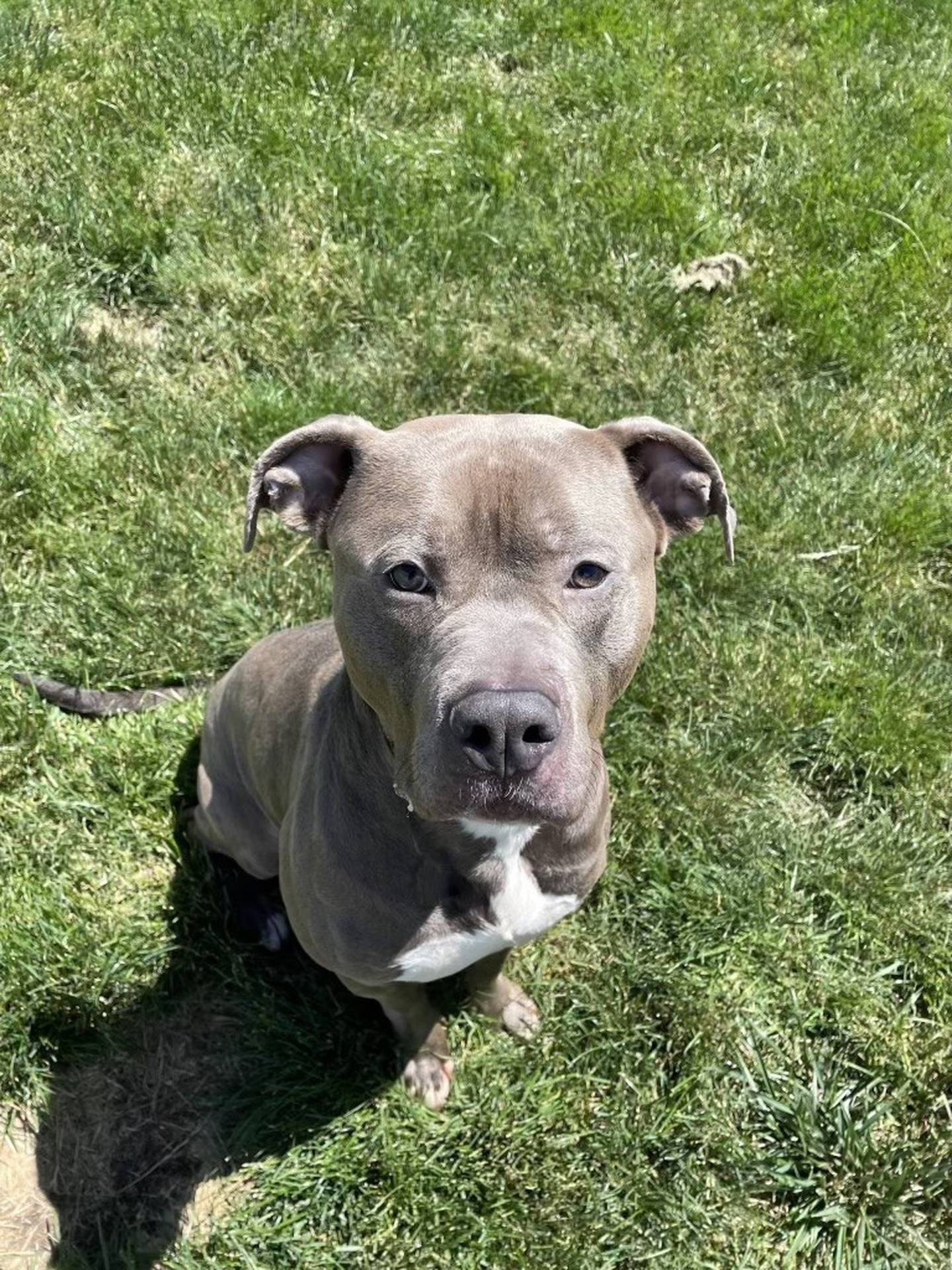 Tank is a 2-year-old, 70-pound ball of fun that is house-trained and crate-trained. Although he likes children, Tank sometimes forgets his size, so he would do best with older children. Tank is smart and sweet but needs work on his leash manners. To meet Tank, email Dogadoption@nawsus.org. Visit nawsus.org.