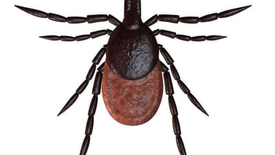 1st tick in state infected with rare illness discovered in Lake County; can cause severe disease in humans